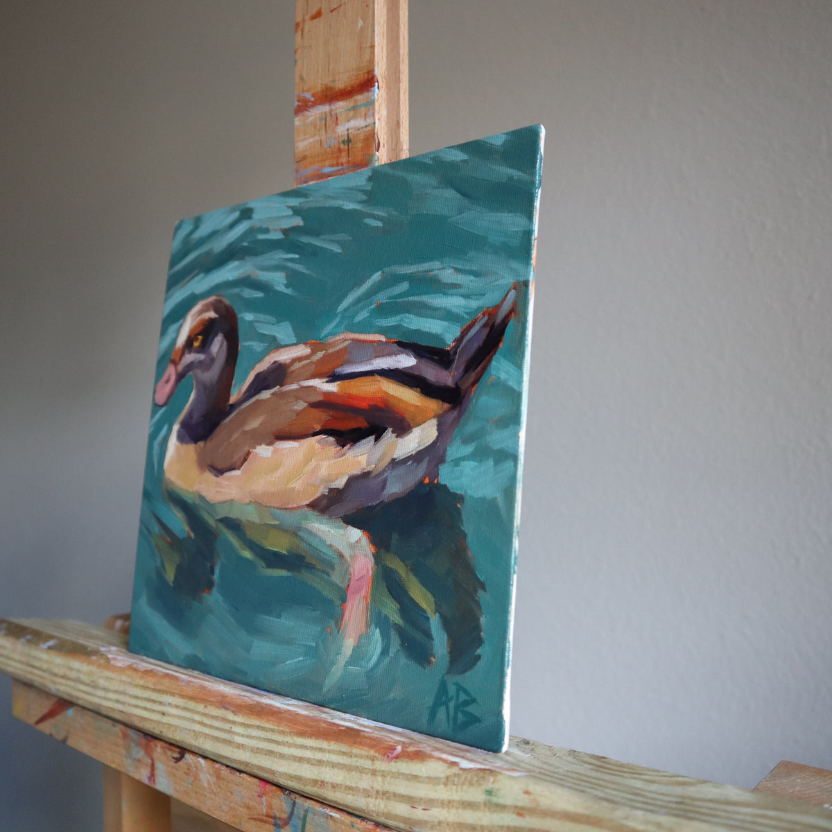 Duck, duck, egyptian goose