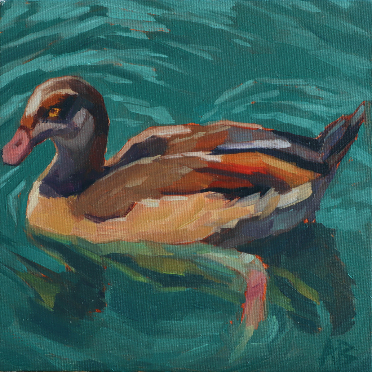 Duck, duck, egyptian goose